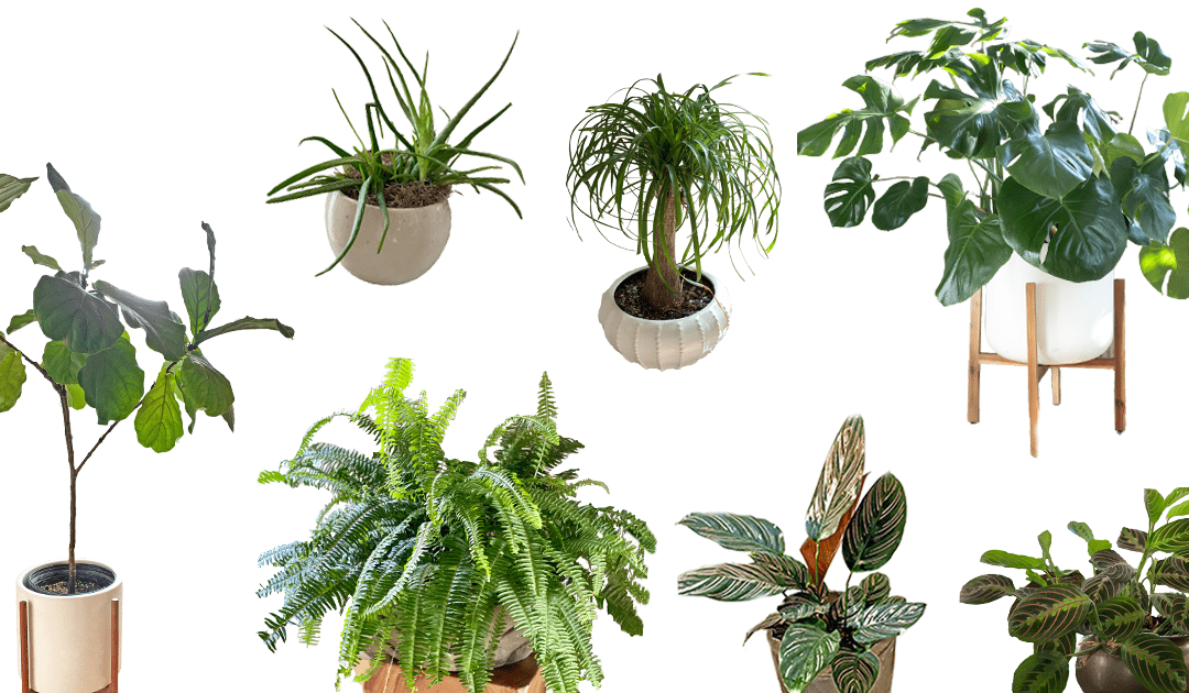 House Plant Guide